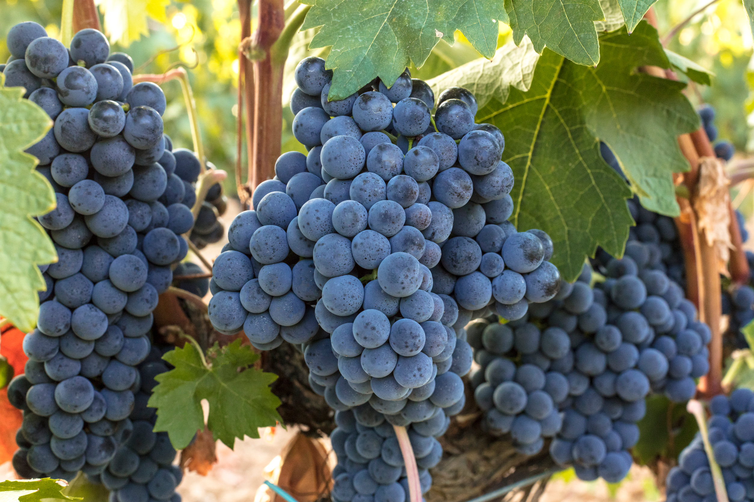 Wine grapes in a vineyard before autumn harvest